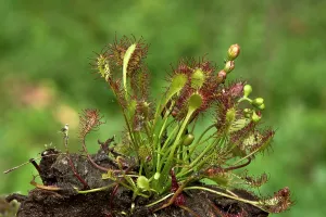 Sundew: Long-leaved Sundew (Drosera intermedia). Tuvesj n