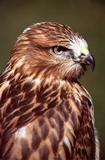 Chris Martin Bahr: LONG-LEGGED BUZZARD - close-up of head