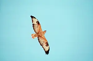 Maureen Brown: Long-Legged Buzzard - In flight