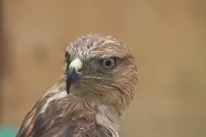 Tunisia: Long-legged Buzzard, juvenile, close up of head, rotated