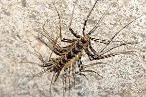 Centipede: Long-legged centipede (Thereuopoda longicornis)