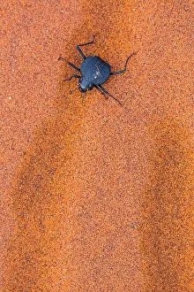 Darkling: Long-legged darkling beetle (Stenocara dentata)