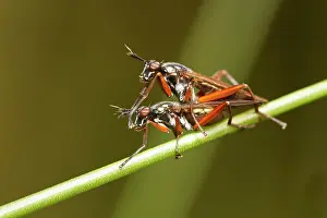 Bradley: Long-legged Fly