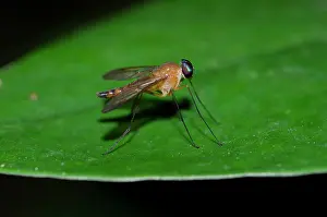 121020: Long-legged Fly on leaf - Klungkung, Bali, Indonesia