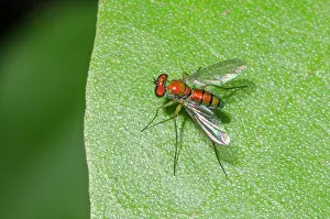 Metallic: Long-legged Fly on leaf - West Bali National Park, near Menj