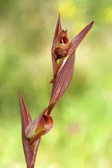 Serapias: Long Lipped Serapias