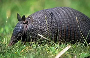 Hybridus: Long-nosed Armadillo