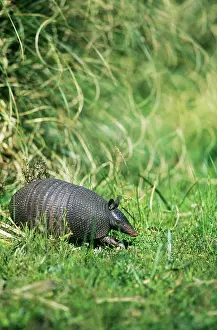 Hybridus: Long-nosed Armadillo
