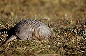 Hybridus: Long-nosed Armadillo