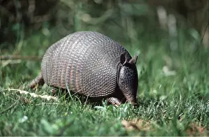 Pampa: Long-nosed Armadillo