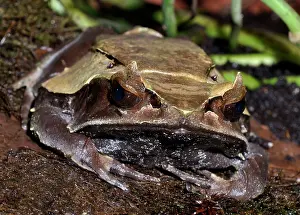 Megophrys: Long-nosed Asian Horned Frog