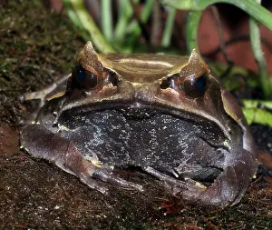 Megophrys: Long-nosed Asian Horned Frog