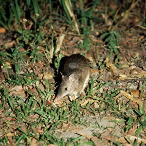 Long-nosed Bandicoot