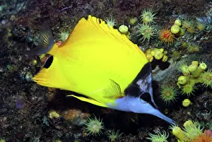Longirostris: Long Nosed Butterfly Fish - long snout assists