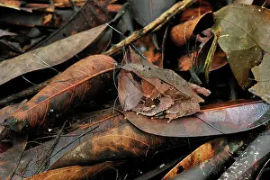 Malayan: Long-nosed Horned Frog / Malayan Horned Frog -