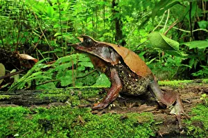 Malayan: Long-nosed Horned Frog / Malayan Horned Frog