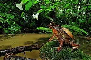 Malayan: Long-nosed Horned Frog / Malayan Horned Frog -