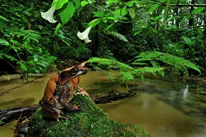 Malayan: Long-nosed Horned Frog / Malayan Horned Frog -