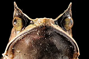 Horned: Long-nosed horned frog (Megophrys nasuta) on black
