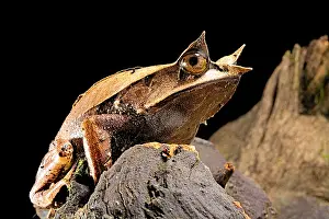 Horned: Long-nosed horned frog (Megophrys nasuta) on black