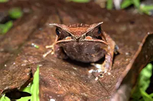 Sarawak: Long-nosed horned frog (Megophrys nasuta), family
