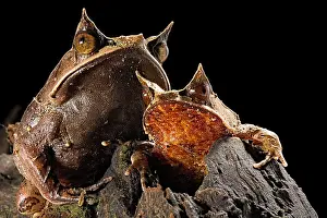 Horned: Long-nosed horned frogs (Megophrys nasuta) on black