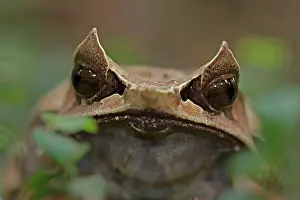 Malayan: Long-nosed Horned / Malayan Horned / Malayan Leaf