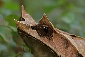 Malayan: Long-nosed Horned / Malayan Horned / Malayan Leaf