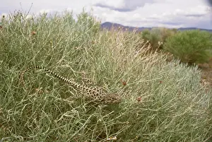Wislizenii: Long-nosed Leopard Lizard
