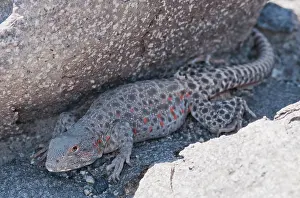 Wislizenii: Long-nosed leopard lizard