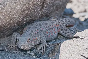 Wislizenii: Long-nosed leopard lizard