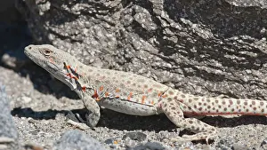 Wislizenii: Long-nosed leopard lizard