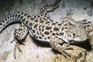 Wislizenii: Long-nosed Leopard Lizard