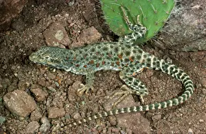 Crotaphytus: Long-nosed Leopard Lizard