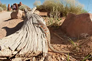 Lizards: Long-nosed Leopard Lizard (Gambelia vislizenii) observing the hikers after their passage