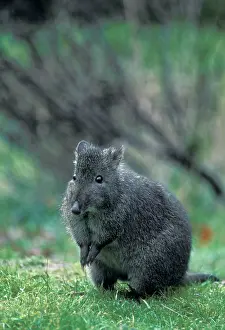 Tridactylus: Long-nosed Potoroo / Long-nosed Rat-kangaroo / Wallaby Rat