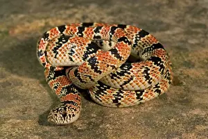 Longnosed: Long-nosed Snake