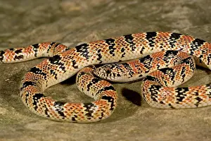 Longnosed: Long-nosed Snake