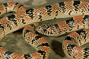 Longnosed: Long-nosed Snake