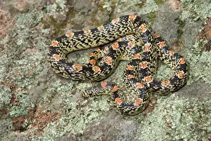 Rhinocheilus: Long Nosed Snake