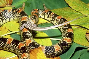 Longnose: Long-nosed snake eating lizard