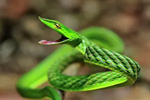 Hissing: Long-nosed Vine Snake / Long-nosed Whip Snake /