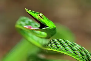 Hissing: Long-nosed Vine Snake / Long-nosed Whip Snake /