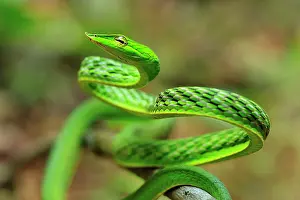 Prasina: Long-nosed Vine Snake / Long-nosed Whip Snake /