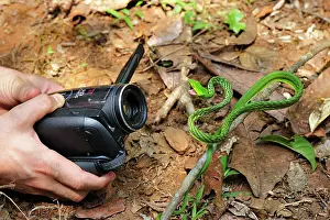 Prasina: Long-nosed Vine Snake / Long-nosed Whip Snake /