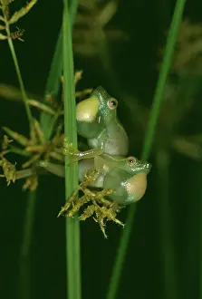 Sacs: Long Reed FROGS - x2 males, with inflated vocal sacs