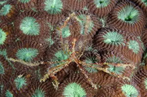 Snout: Long Snout Elbow Crab - on stony coral (Dipsastrea