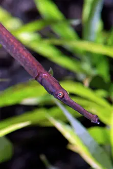Snouted: Long Snouted Pipefish - largest freshwater pipefish