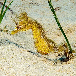 Pipefish: Long-snouted seahorse (Hippocampus guttulatus) clinging