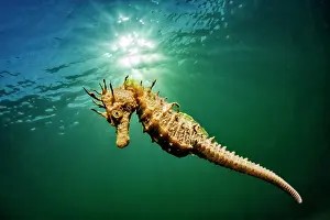 Hrault: Long-snouted seahorse (Hippocampus guttulatus) swims